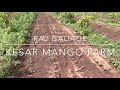 High density mango plantation  blackgram intercrop  raj gadade