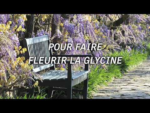 Vidéo: Transplanter des plantes de glycine - Comment transplanter des vignes de glycine