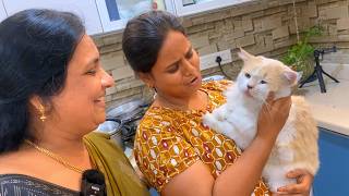15 Days Expense For 13 Cats