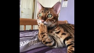 Приколы про Животных до Слез Самые Смешные #128 | greenli Приколы про Животных до Слез Самые Смешные #128 | greenli
