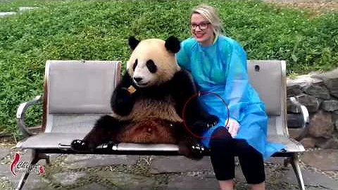 China Panda tours - DayDayNews
