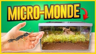 J'ai CRÉÉ un MAGNIFIQUE Terrarium pour mes Fourmis Primitives (galère...) - Harpegnatos venator