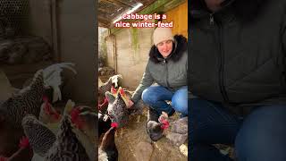 My chickens realy like Verena! She brings food! #chickenfarm #farming #cabbage #freerangechickens