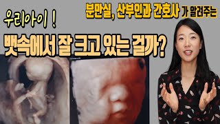자궁 내 태아 성장과정! 그리고 임신 주수별 산전검사 일정 까지!(feat.태아 정기검진 휴가)