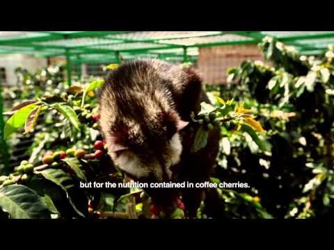 What Kopi Luwak Atlanta