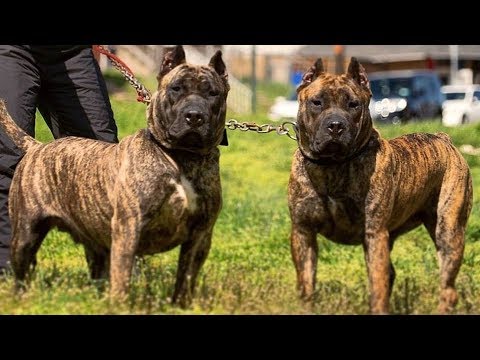 Perro De Presa Canario Meet The Canary Mastiff