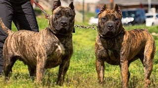 Presa Canario ⭐ Amazing and Strong Guardian ⭐ by Lovers of Dogs 557,955 views 5 years ago 3 minutes, 23 seconds