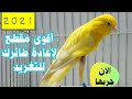 اذا كناريك ما تغير في ضرف دقيقة  اطلقو وبلاش تربي كناريcanary_canaris