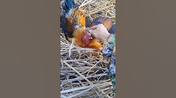 Dib tau ib tug qaib qus daj ต่อไก่ป่ามานๆ