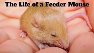 Feeding mice is cruel (🛑If you own snakes must watch)