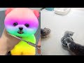 Tik Tok Chó Phốc Sóc Mini 😍 Funny and Cute Pomeranian255.1