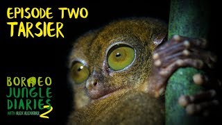 Tarsier: Bug Eyed Demon Creature | Borneo Jungle Diaries (S02E02) | SZtv