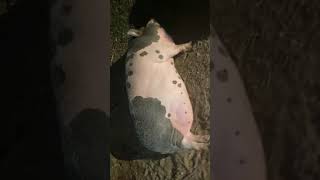 Pig massage