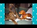 Funny Tiny Dogs Shows Big Dogs Who&#39;s The Boss | Funny Pets