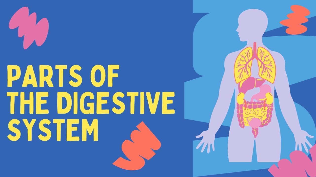 Parts of the Digestive system II YouTube