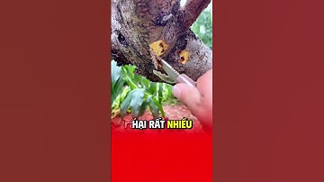Đây là 1 cách xử lý Sâu đục thân hại cây #mận #trongcay #kythuatcaytrong #sauducthan #chiase #cây