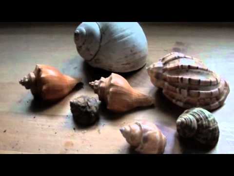 budgie band wiki Hermit Crab Care Part 4- Shells