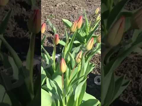 FLOWERS OF HOPE: