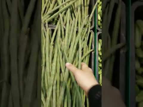 أغرب خضار هندي هتشوفه في حياتك سيقان مورينجا