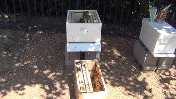 Post Swarm (in Bush) Inspection