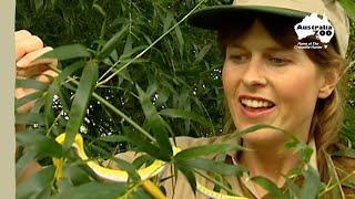 Steve + Terri Irwin on a rainforest adventure | Irwin Family Adventures