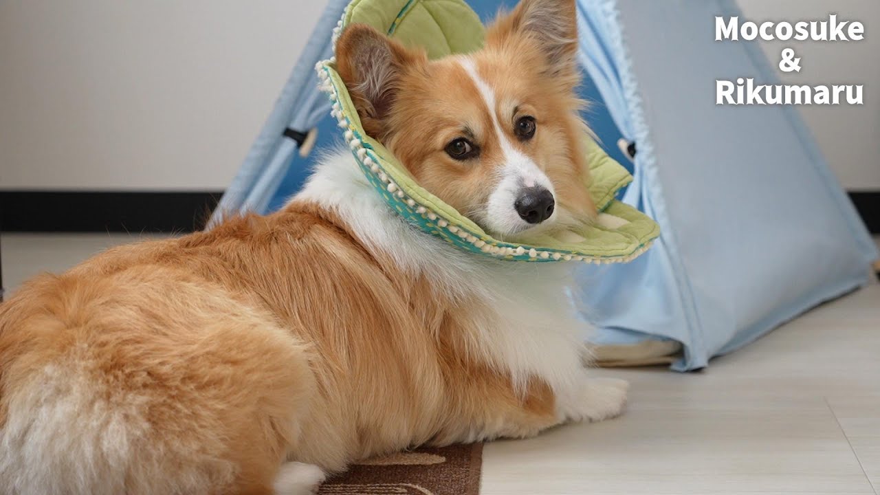 可哀想ですが、しばらくこれで様子を見ることになりました【コーギー犬 