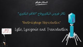 Bacteriophage reproduction (Lytic v. lysogenic Cycles) (تكاثر فيروس البكتيريوفاج)