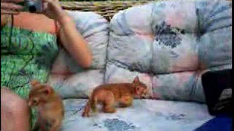 Watch the video about Red Abyssinian Kittens 6 weeks old