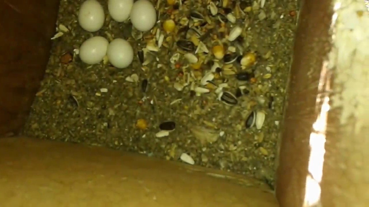 Conures family with eggs in the nest,.!! YouTube