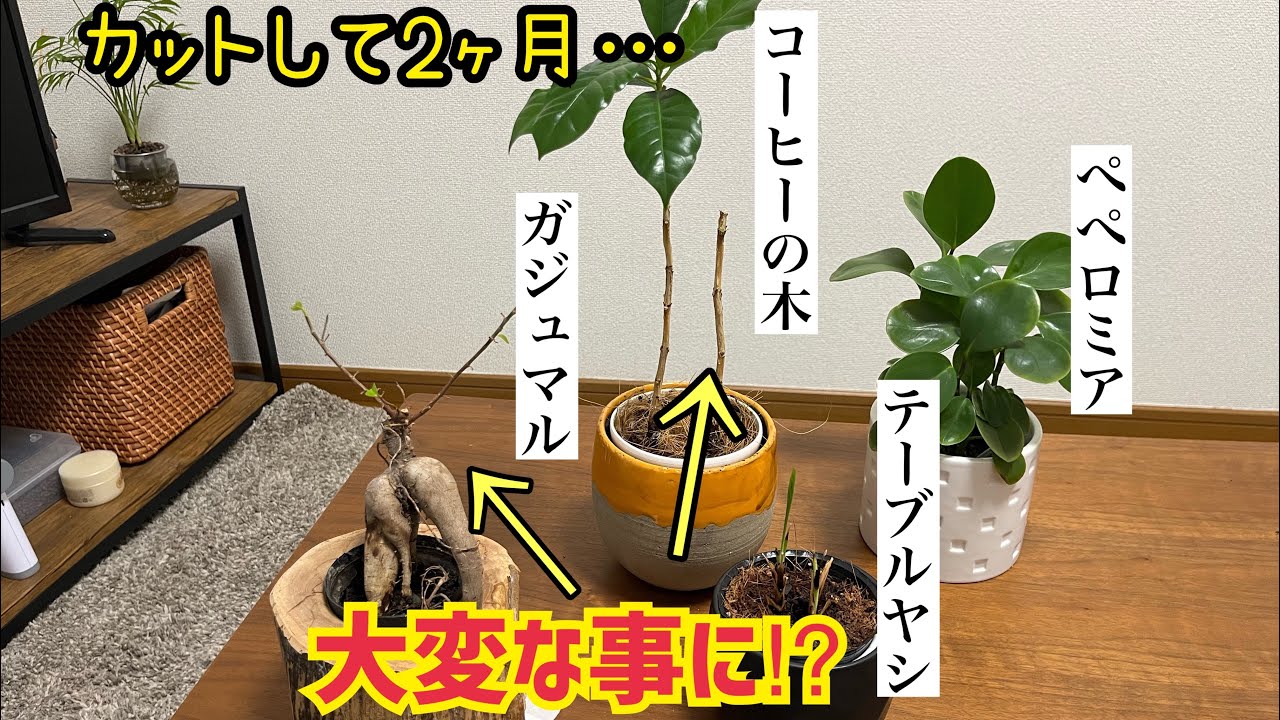 コーヒーの木 合成樹脂鉢 お皿付き コーヒーの木 5号 スクエアプラスチック鉢+鉢皿付き - YouTube