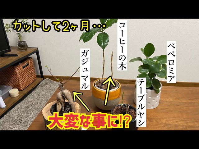 マンションのコーヒーの木が⁉︎バッツリカットのその後…連休前の水掛け