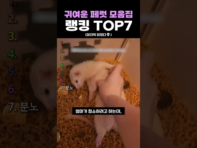 귀여운 페럿 모음집 랭킹 TOP7