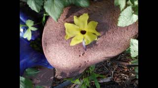 Friendships of Yellow Black Eyed Susan Vine June 2021