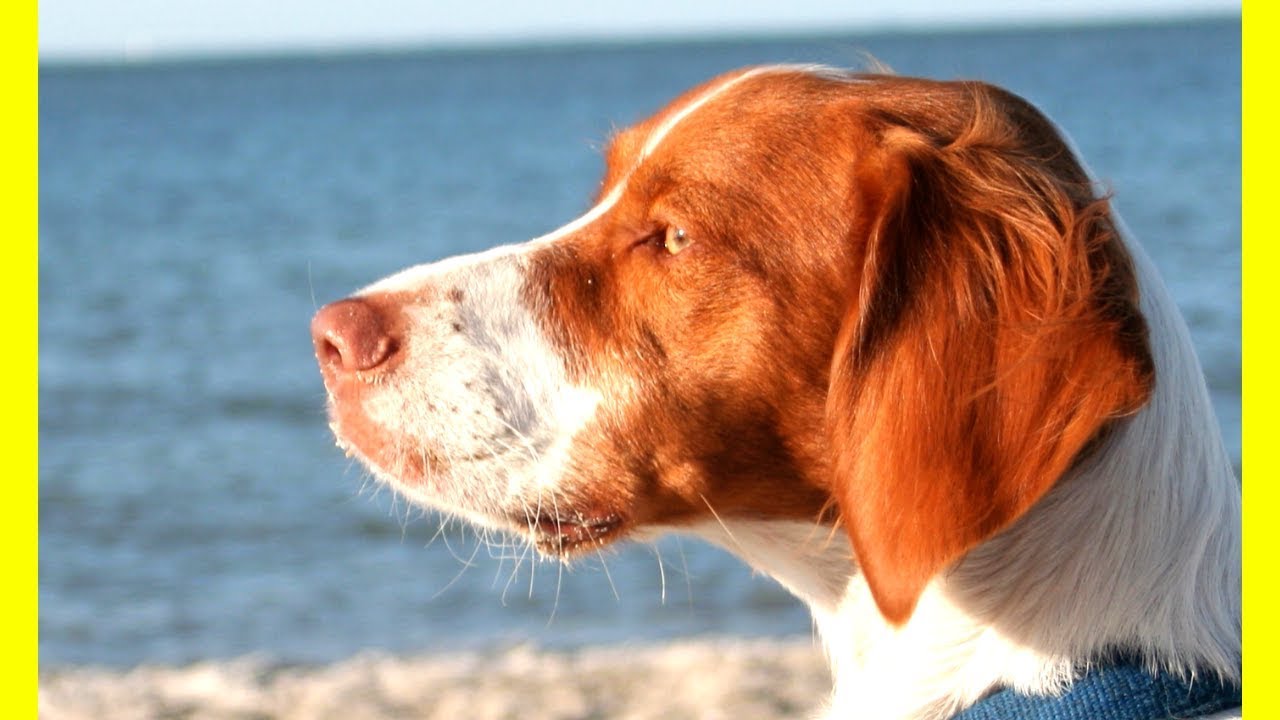 10 MOST LOYAL DOG BREEDS - YouTube