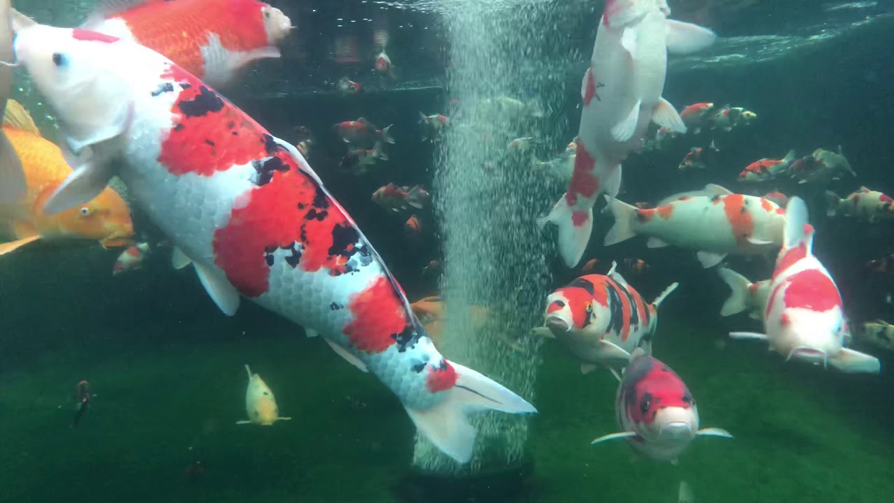 My koi pond glass view 2 YouTube
