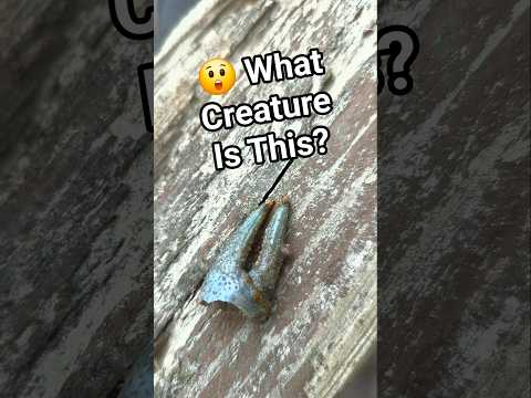 WHOA 😲 Pere Marquette River Creature - What Is It? #mystery #peremarquetteriver #fishing #whatisit