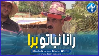 شاهد ... حوار شيق مع موال من قلب الحدث ..نبات برا وهو يشري الكروفات ب800 الف ويقولي غالي