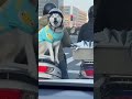 Husky try to steal fish 🤣#fypシ゚viralシ #funnyvideoscomedy #funny #dog #viralvideo #husky #shorts