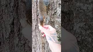 going to the tree to feed our pet squirrel 🐿️ #shorts #short #animals