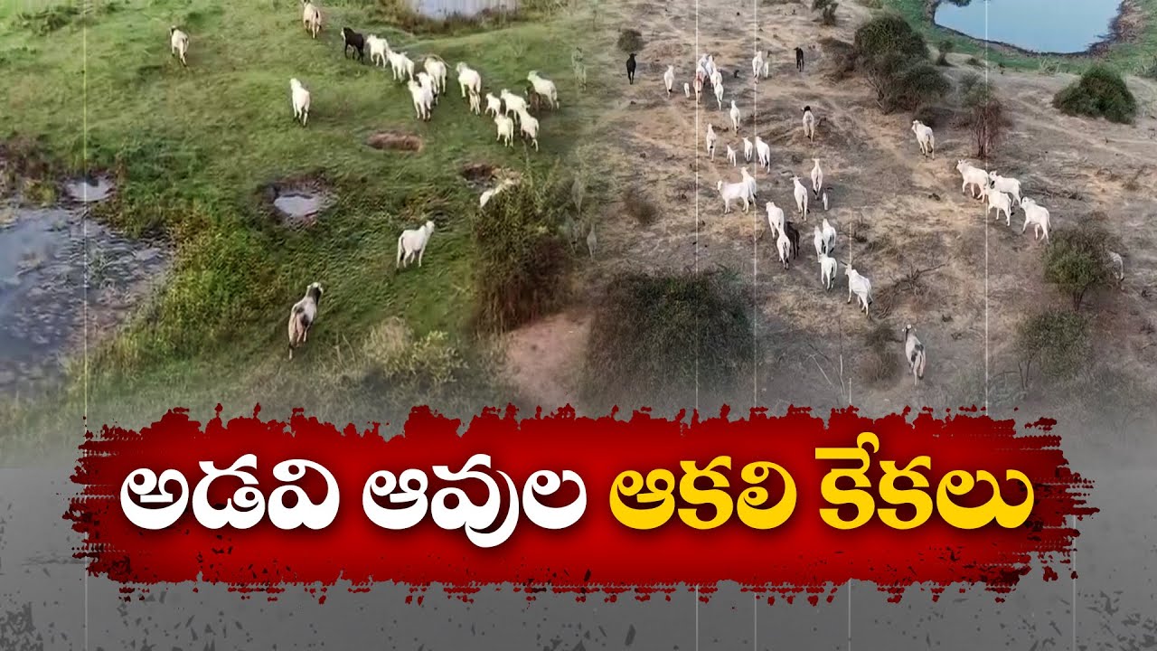 కృష్ణాతీర లంక భూముల్లో అడవి ఆవుల ఆకలి కేకలు | Hunger Cries of Wild Cows In Krishna Lanka Lands