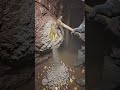 Gold Vein Exposed #fyp #goldrush #satisfying