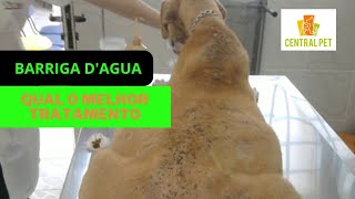 Evitando a Barriga d'Água em Cães' prevenção e cuidados #caes #cão #Barrigad'água#caes by PodPets 19 views 2 months ago 3 minutes, 22 seconds