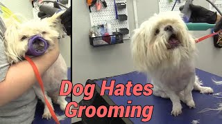 Watch Me Groom This Mean Dog