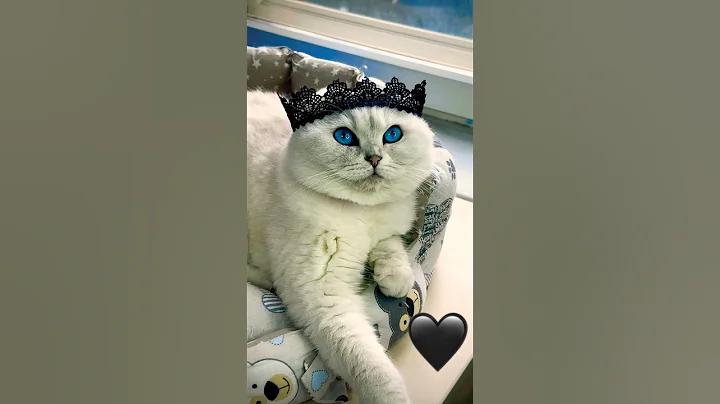 Video 11779971: cat kitten cutecat love, cat kitten cutecat funny, cat cutecats beautiful, cutecat kitten family, cute kitten family cat, cat white blue eyes