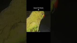 Cute Talking Parrot Says Mummy Mitthu Papa 🦜 #trendingshorts #viral ##parrotlover #birds #funny
