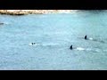 Terrified children cling to each other as killer whales swim towards them