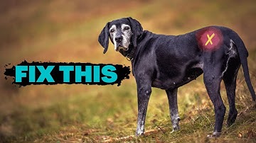 Heupproblemen bij honden. Laat deze spier los.