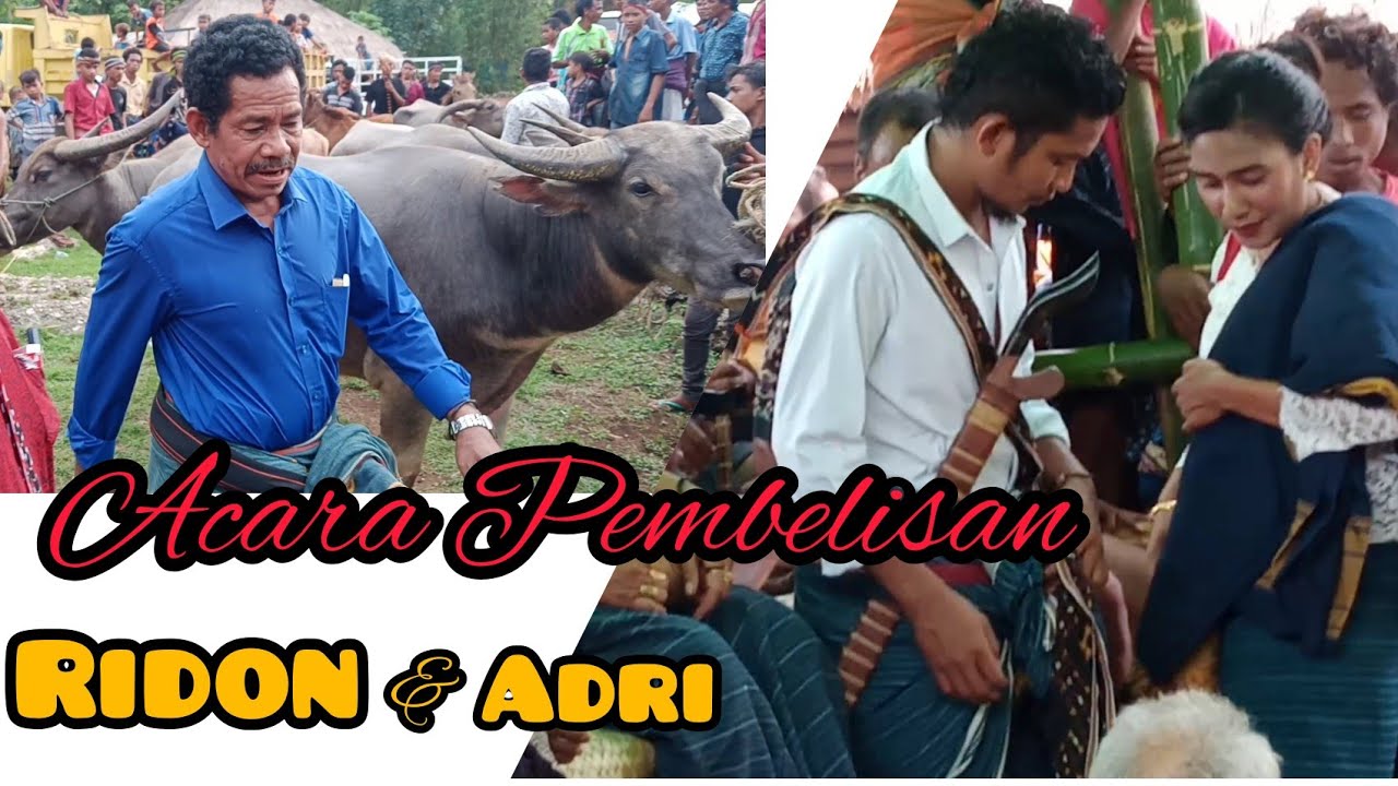 Prosesi adat perkawinan Sumba Ridon dan Adri // Adat perkawinan nona Sumba