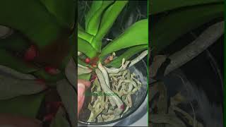 Su Kültürü Deniyormuş Bu Sisteme