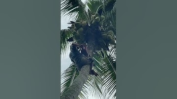 Thật tiếc A Đồng cưa bỏ nguyên cây Dừa Xiêm trái sai trĩu quả lúc trời mưa bão